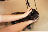 BAIN - BOULEDOGUE FRANCAIS 020
